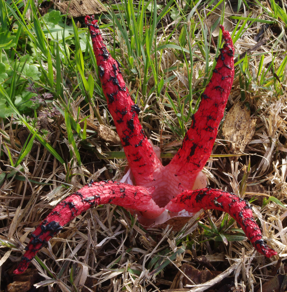 Wildeep's Illuminations More Octopus Stinkhorns