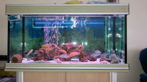 akvaryum farkli akvaryum modelleri resimleri