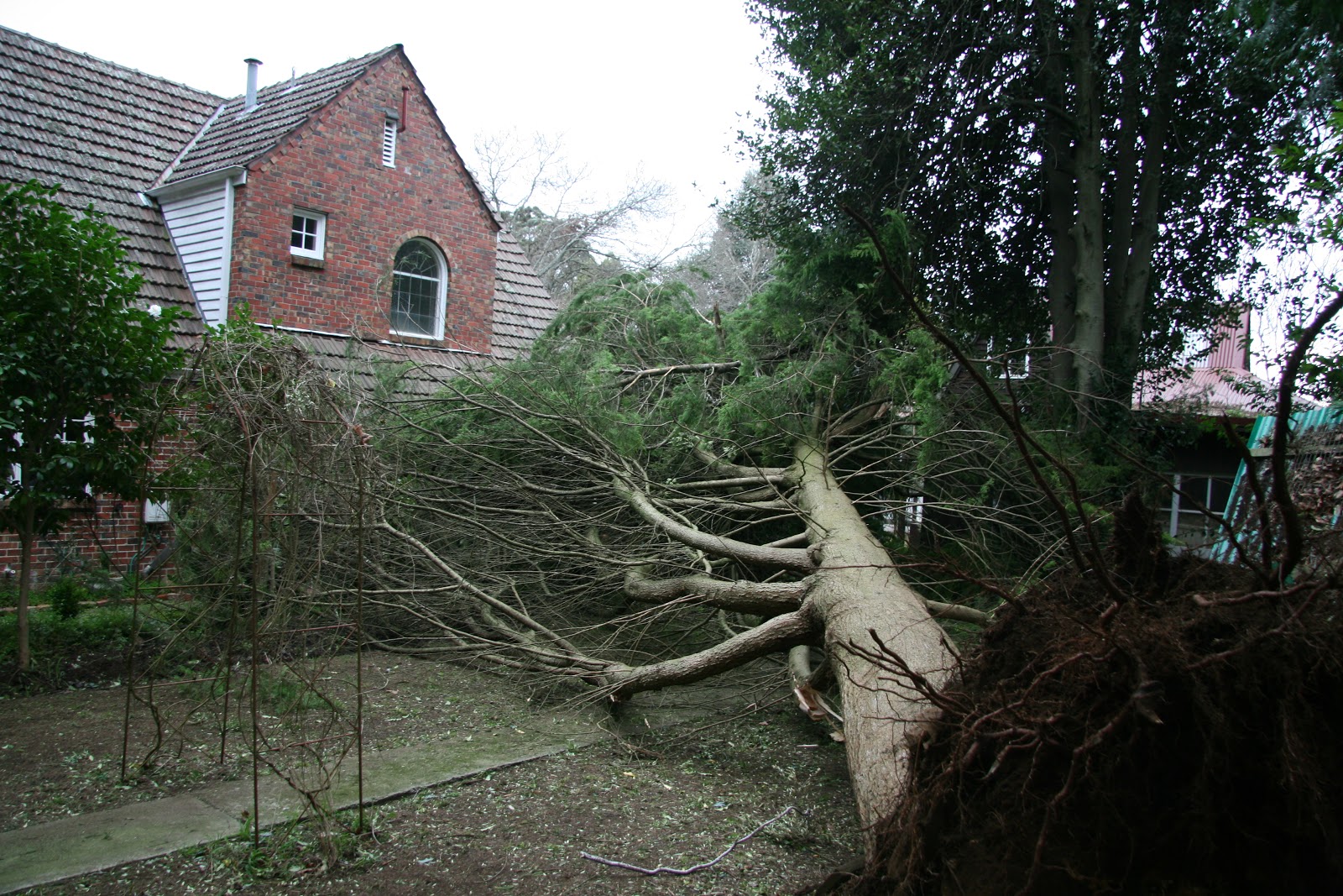 Tree Down