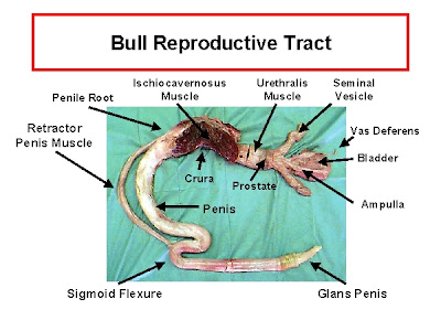MOOMOO DAIRIES: Reproductive System