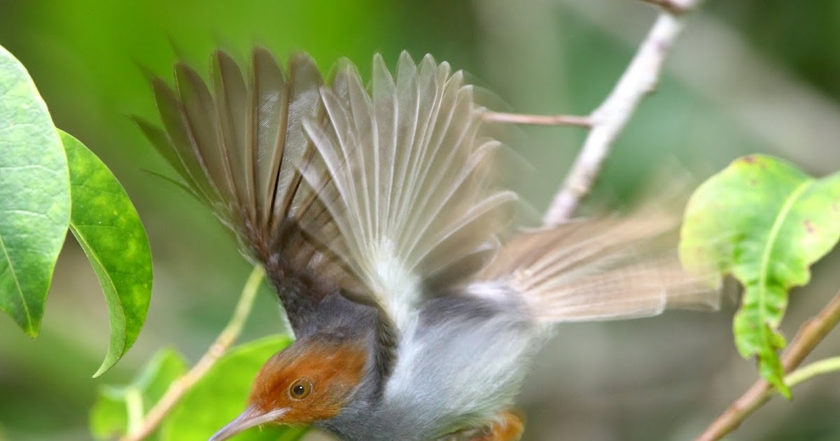 Burung Prenjak kepala merah kicau Burung Prenjak kepala merah kicau