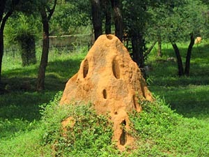 படம்