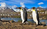 Hábitat natural de los pinguinos (8 fotos lindas)