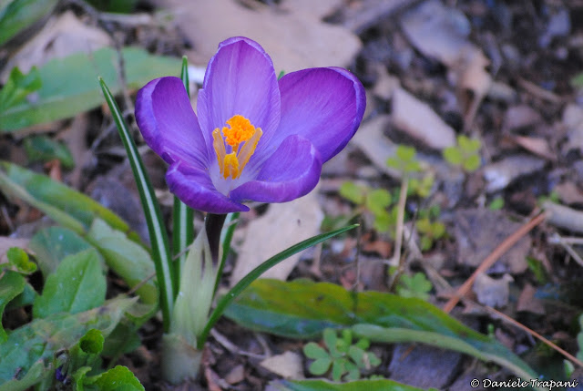 Croco (Crocus) Croco (Crocus)