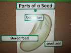 Parts of a plant.