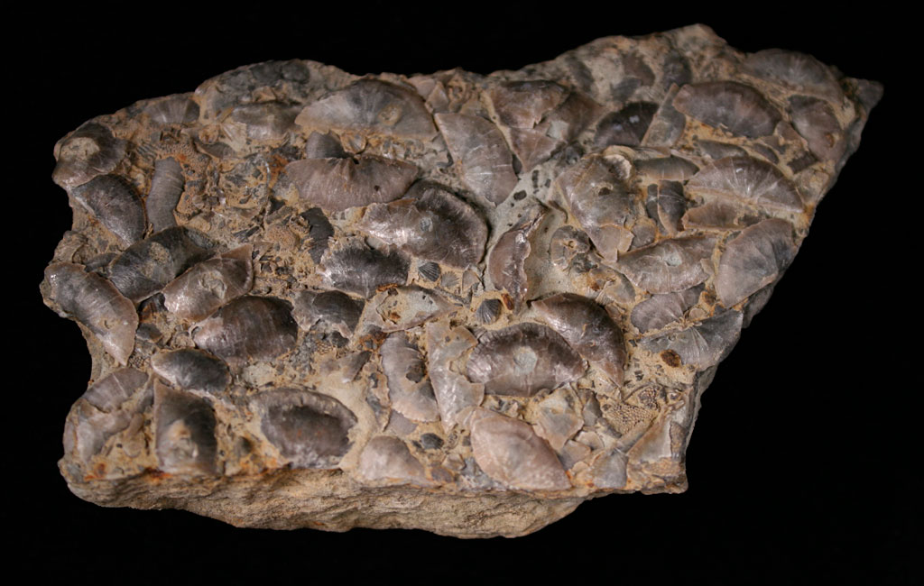 Louisville Fossils and Beyond UV Fluorescent Brachiopods