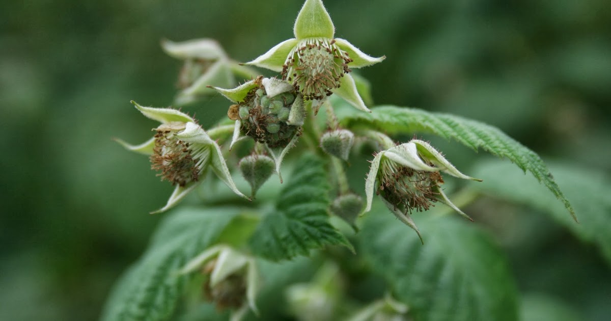 The Fruit Growing Expert Renewing your Raspberry Bed do's & dont's