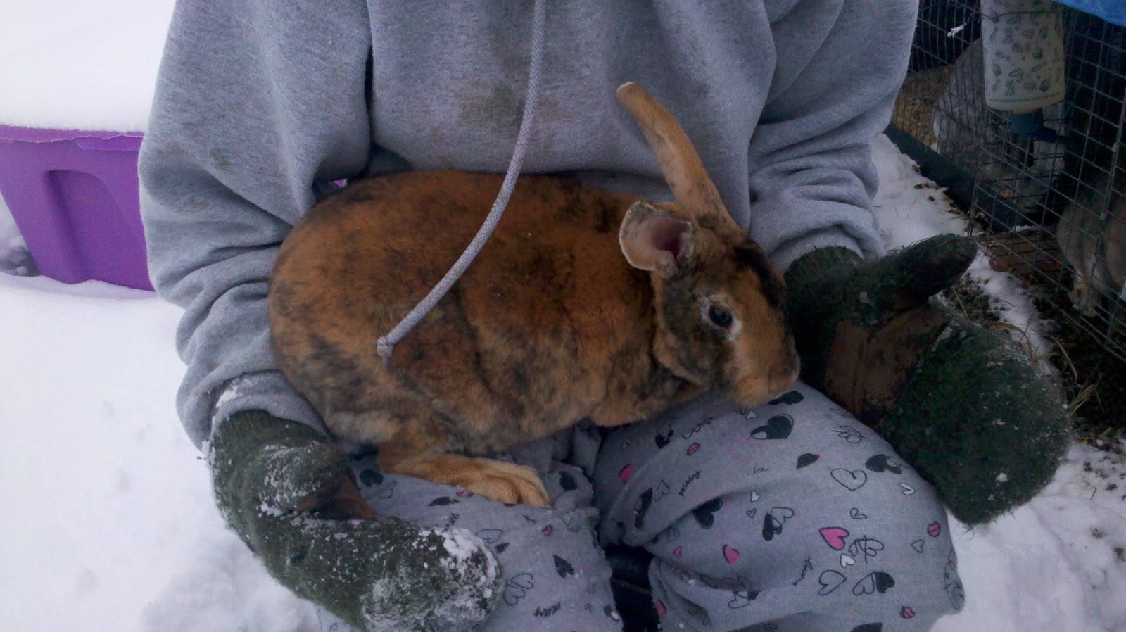 Life From Scratch Keeping Rabbits in Hot Weather