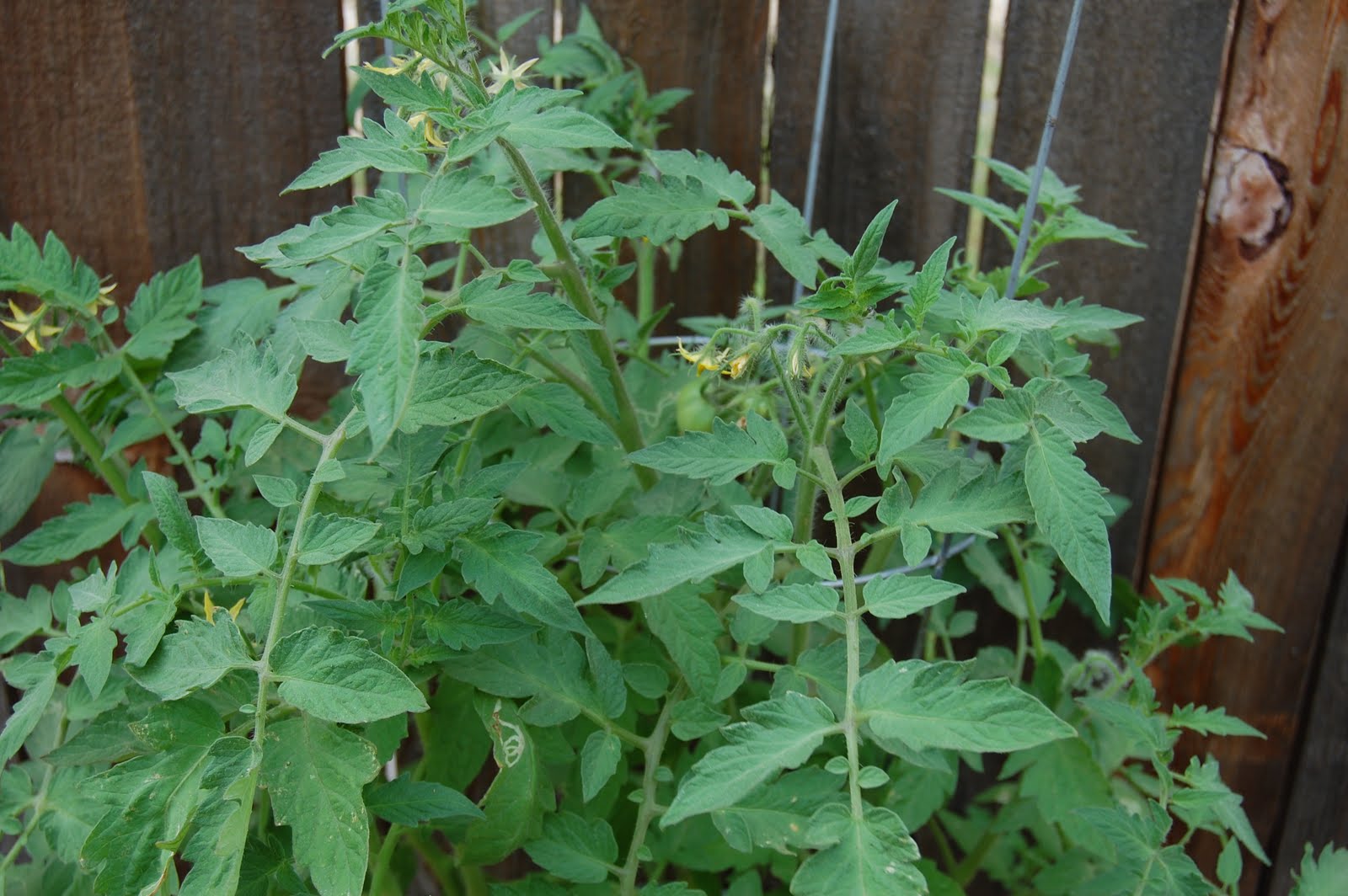 The Tycoon tomato plant has 12