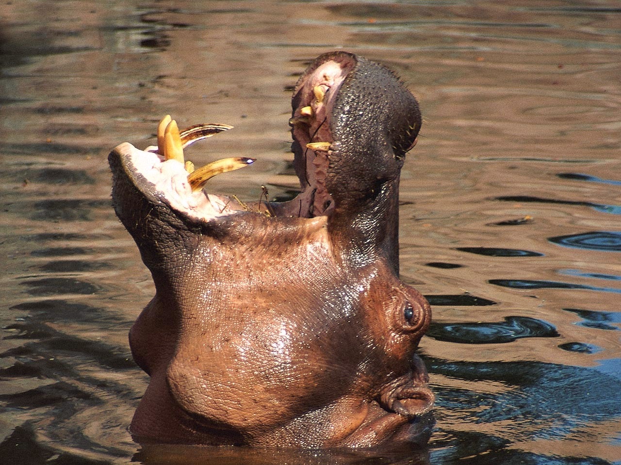 African Rivers Names