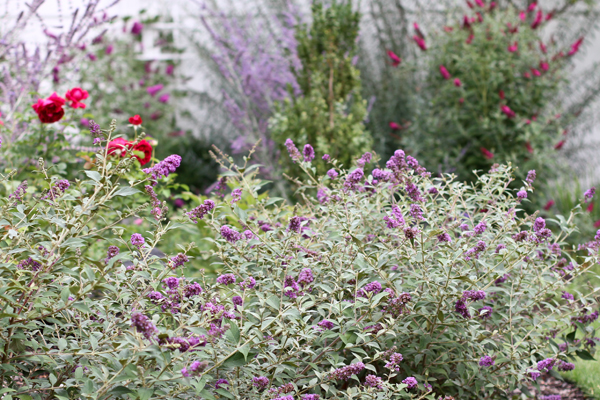 Butterflies Of Singapore 06 01 2016 07 01 2016