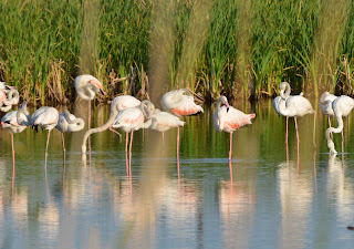 Greater Flamingo
