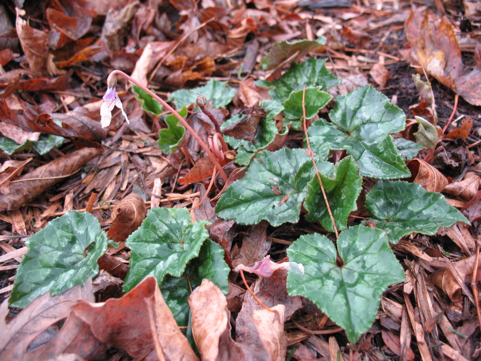 Gardening Naturally With Claudia Plants For Winter Brightness