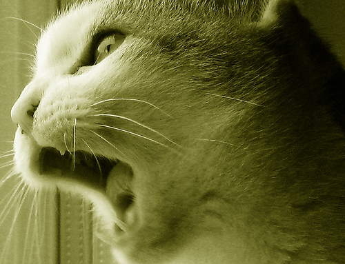 Cat Opening Mouth