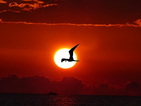 Magnificent Frigate Bird