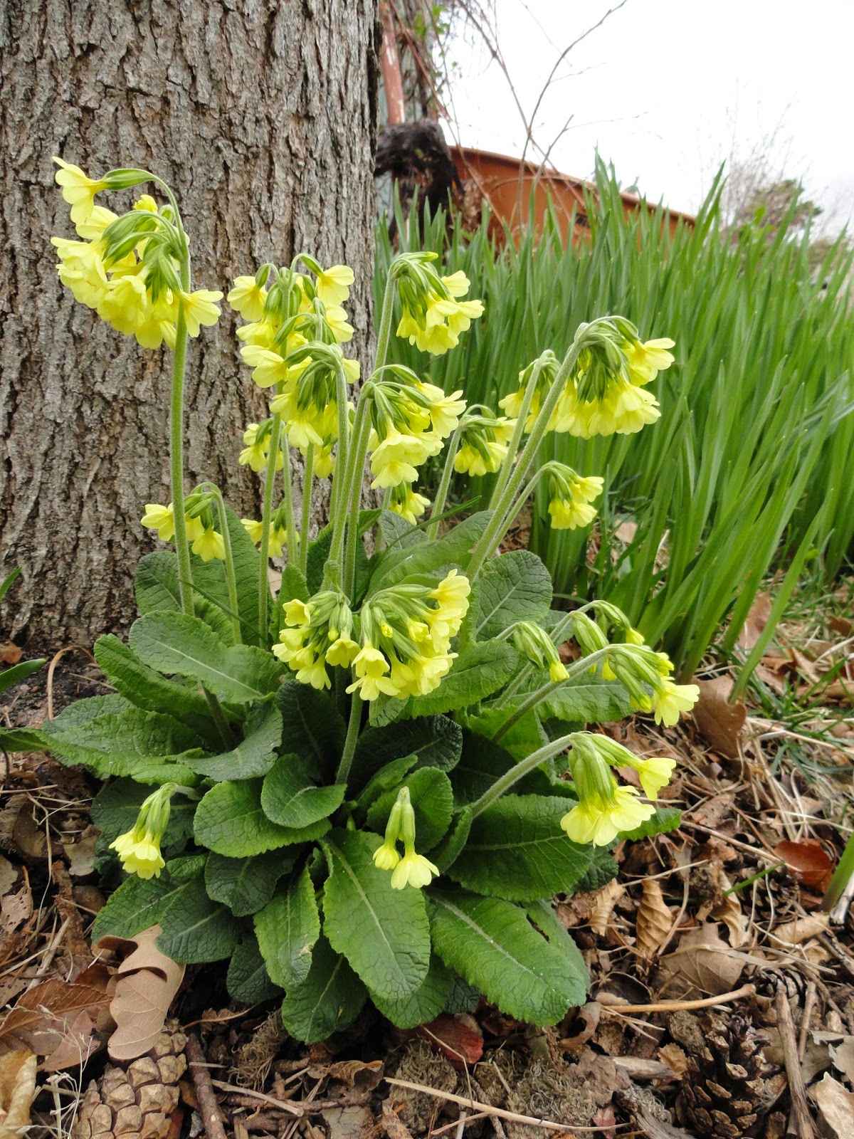Colorado Garden Punch List Plant Choices Plant Select