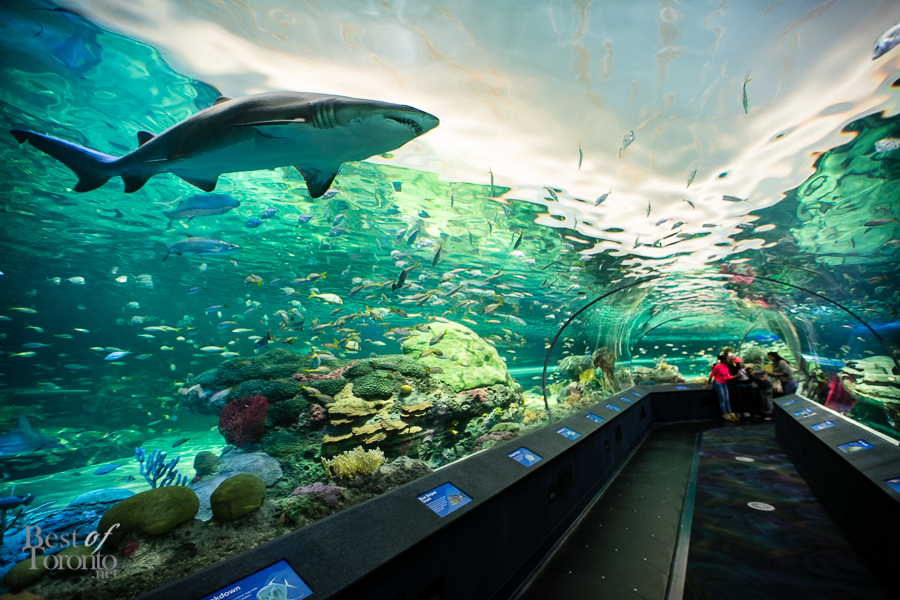 Guest Post Ripley’s Aquarium in Toronto Consumer Review