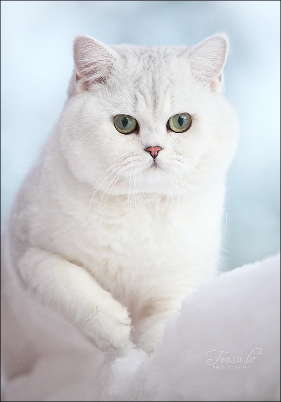British Shorthair Cat History Annie Many