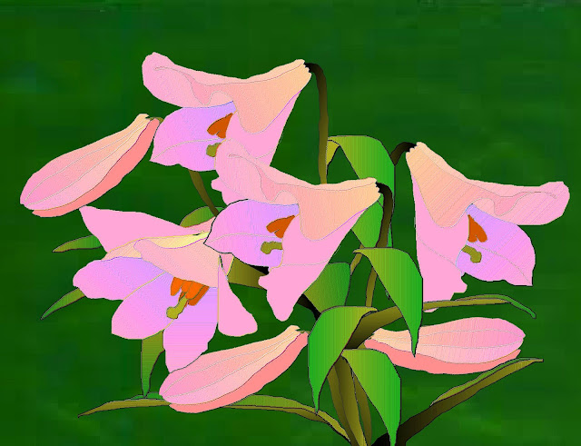 Pink Easter Lilies drawing by Sarah Sallie Thayer 2011 revised 2012