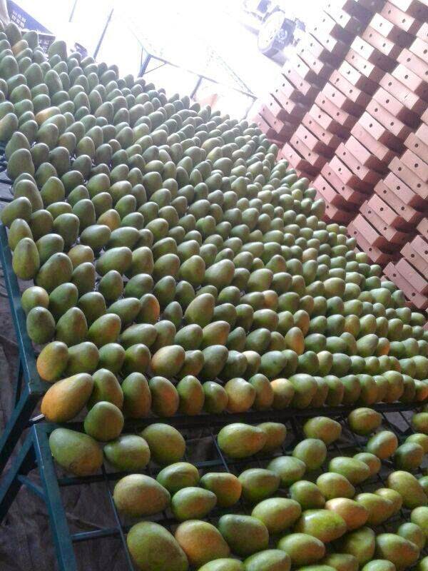 Fresh Mango Export from Pakistan