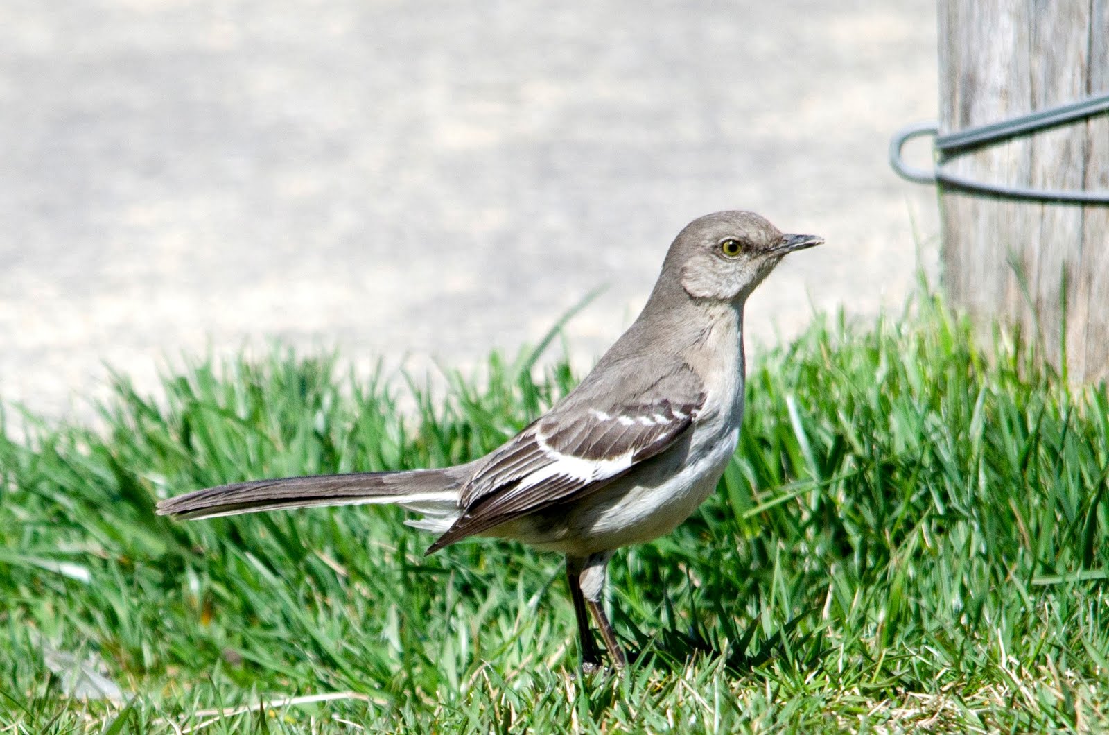 Urban Wildlife Guide The Mockingbird WingFlash
