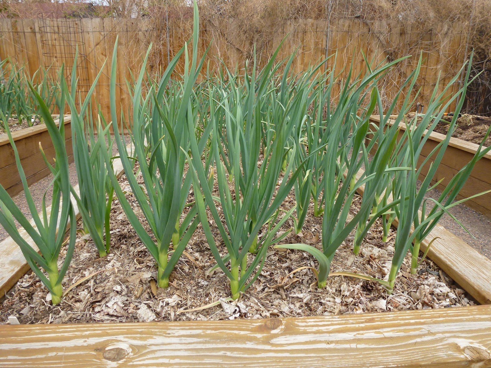 Colorado Garden Punch List Plant Garlic Now