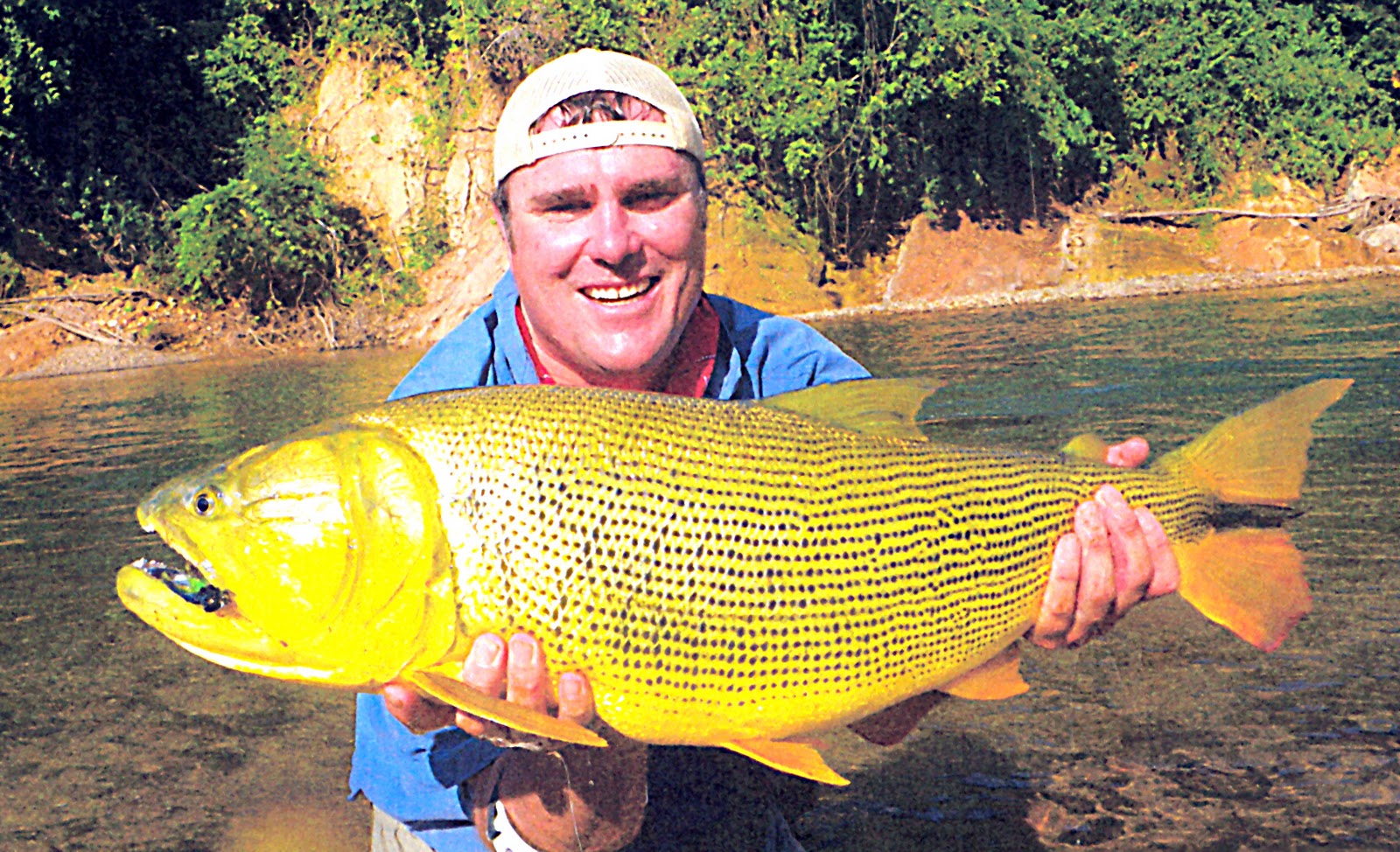 Freshwater Dorado Fish