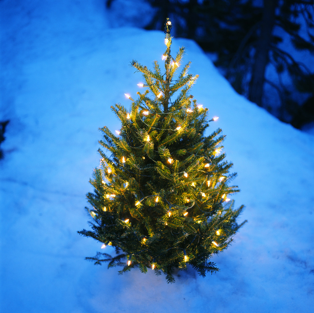 Ben stein essay on christmas trees