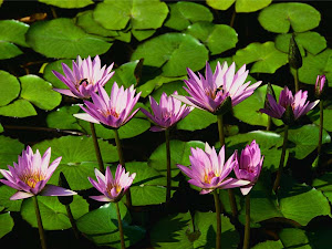 National flowers of Bangladesh