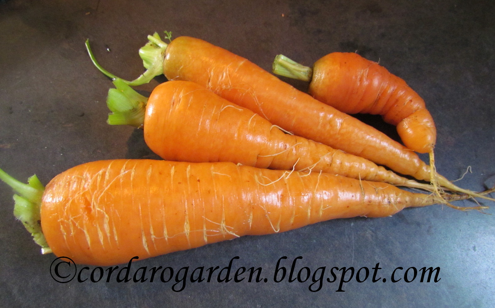 Are carrots cold weather plants streammilo