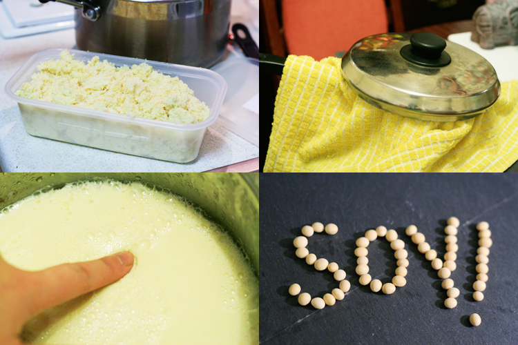 From Soy Bean to Tofu The Hungry Pup