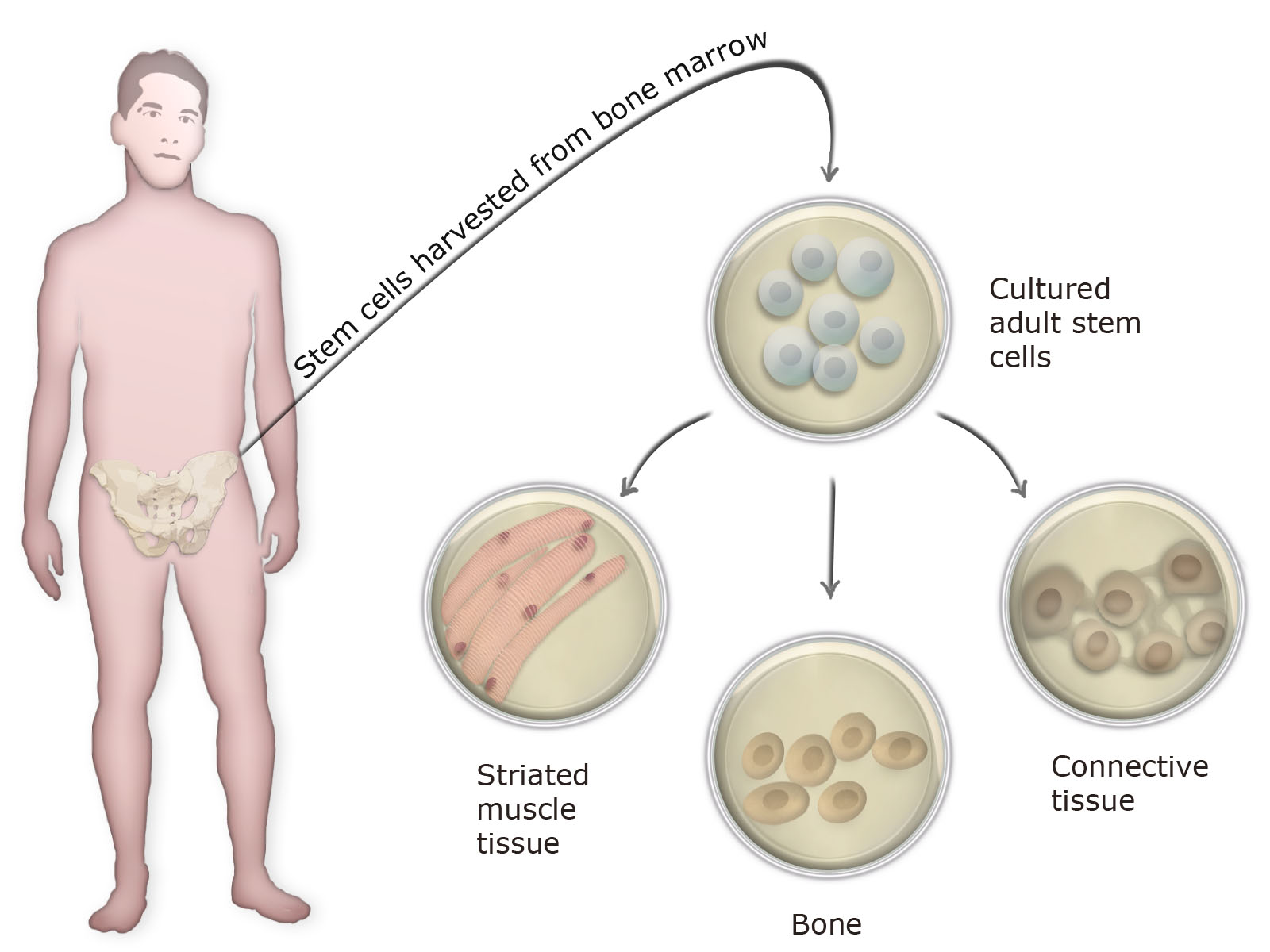 What Is An Adult Stem Cell 73