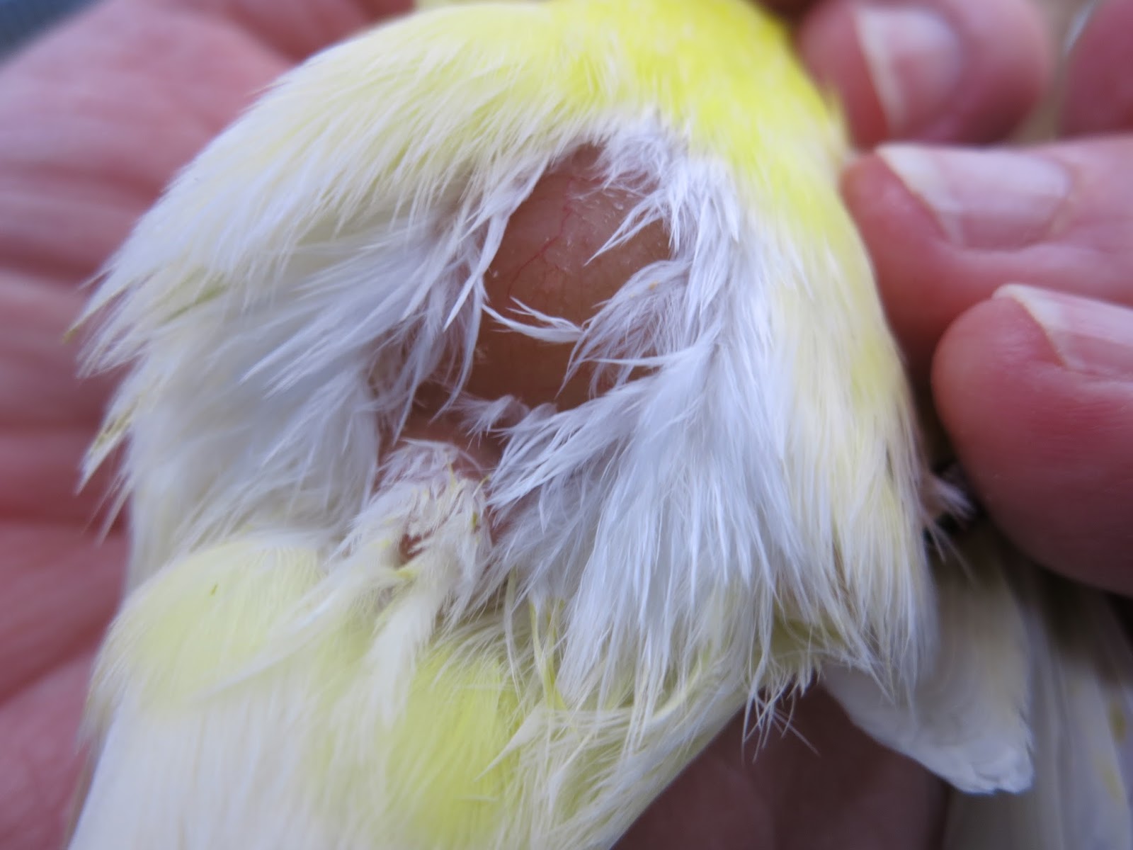 Canary Tales Assessing Cock Vent Development