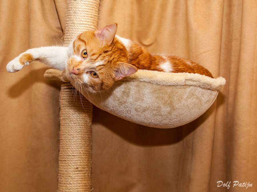 Feline Rambles Cats and dogs will eat owners when hungry.