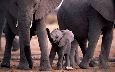 elephent and her son