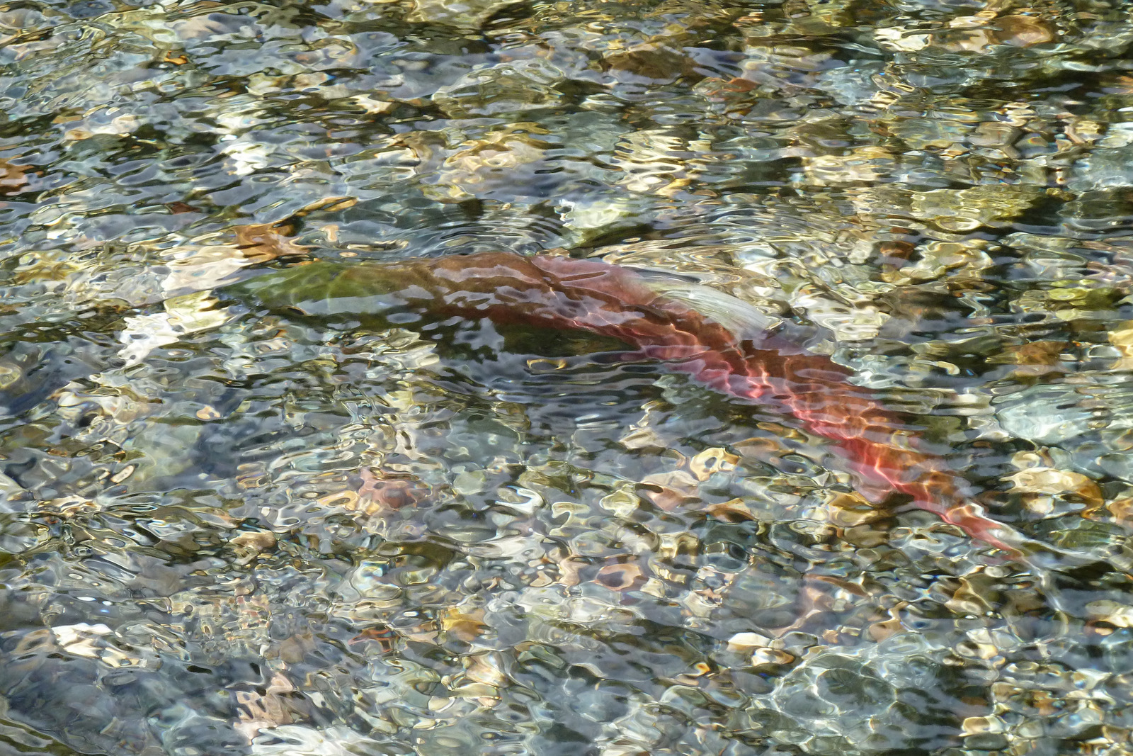 One Happy Family Lake Tahoe Salmon Run