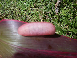 cotton candy caterpillar