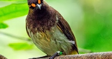 Dunia Burung Cara Merawat Rengganis Biar Gacor
