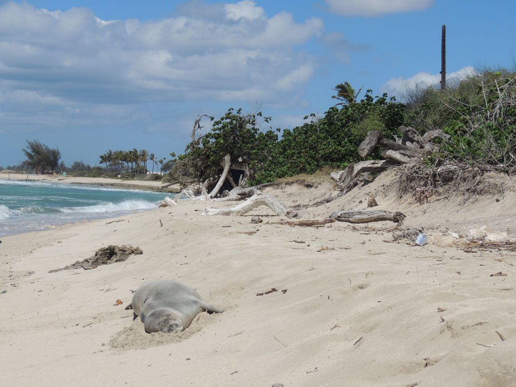 4302012 DB's Dailes Kaiwi Sandy Beach