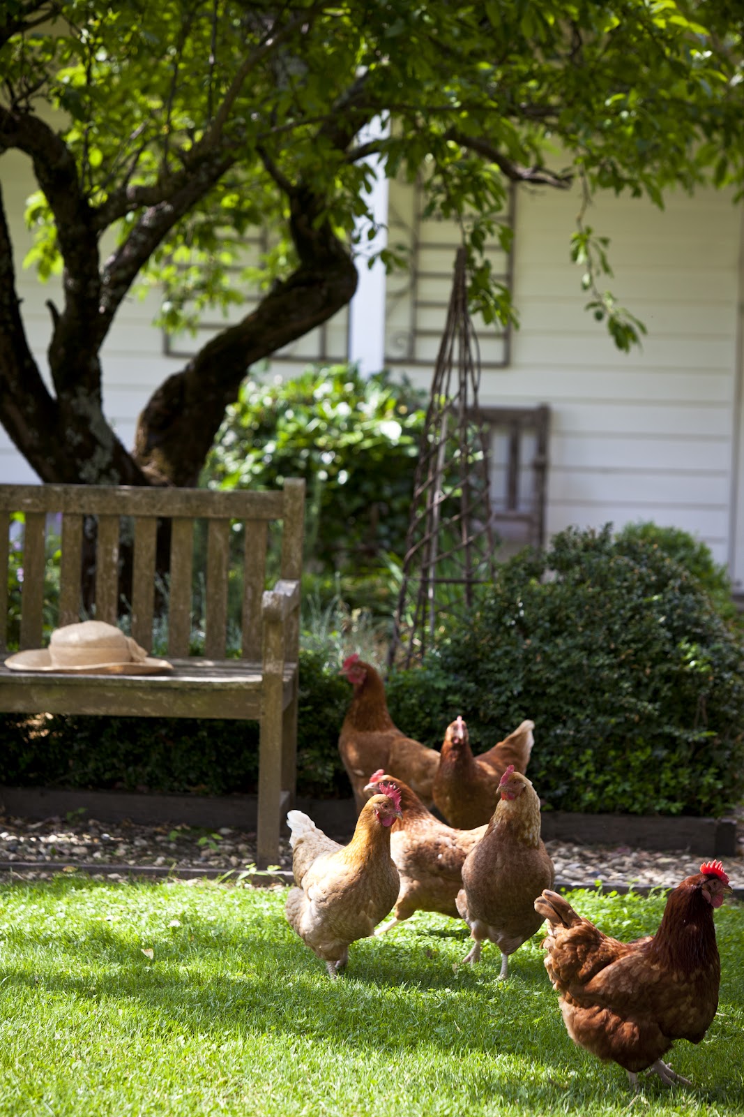 beautiful south Chicken Coops