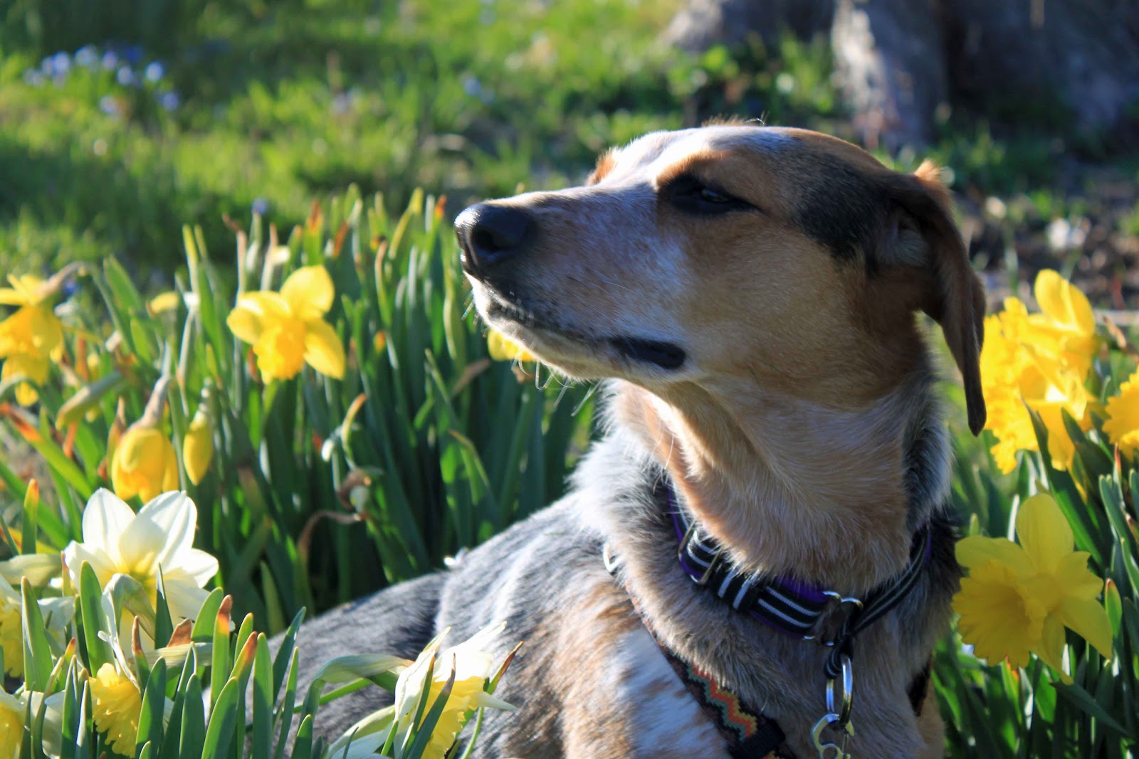 Magnolia The Therapy Dog Our Magnolia of the Flowers