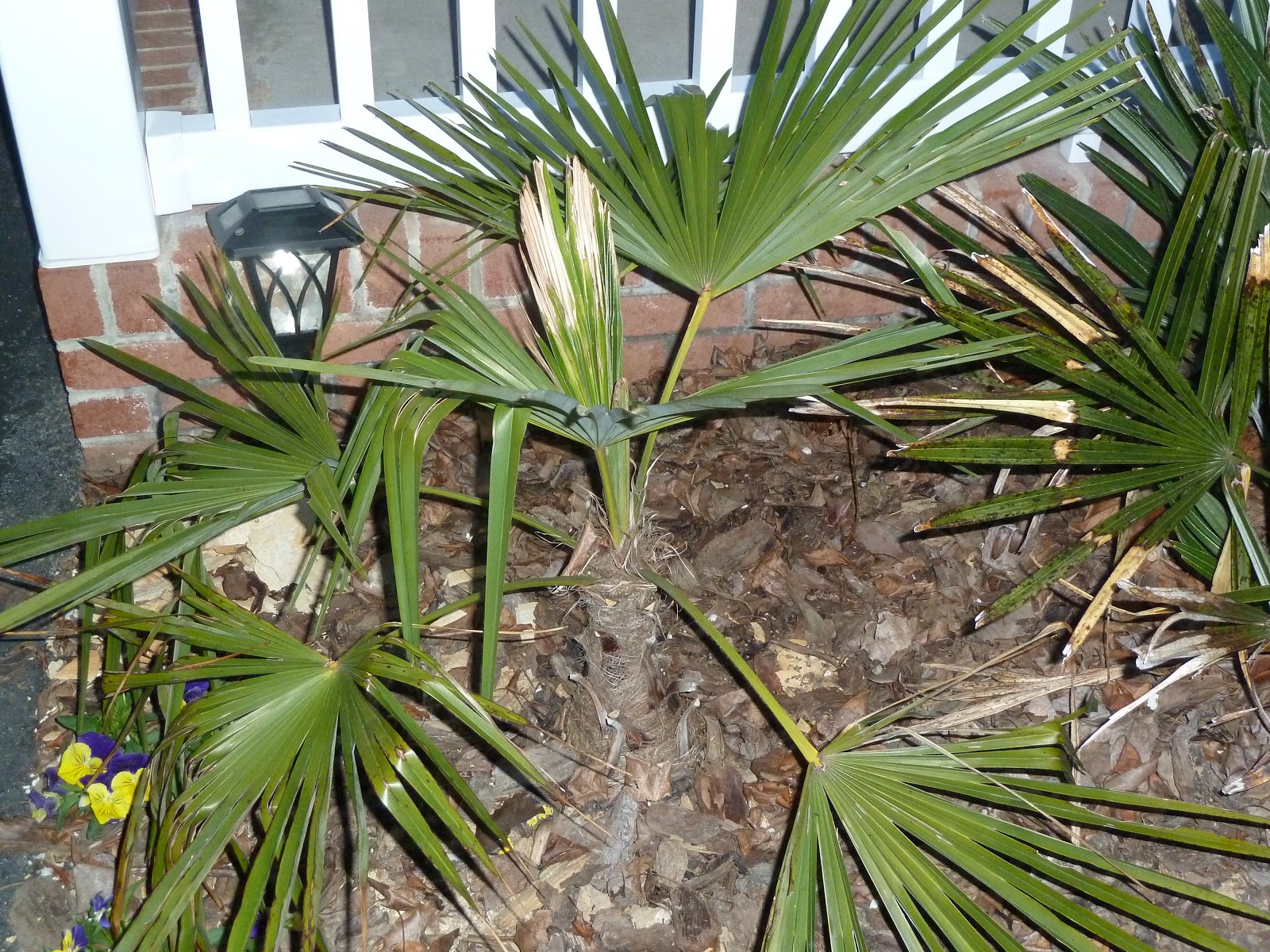 Cold Hardy Palm in Zone 6 Project