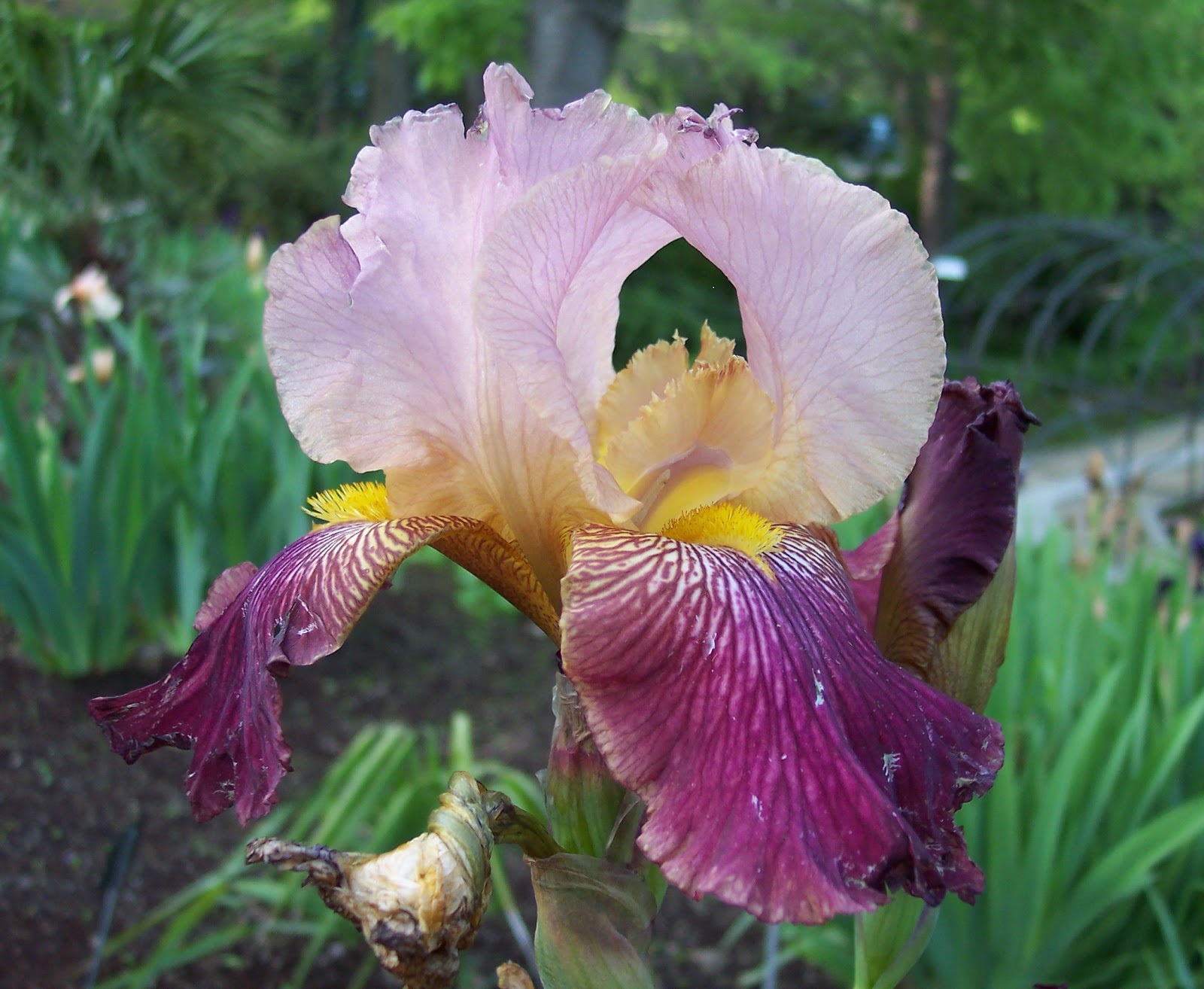 Flower Homes: Iris Flowers