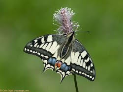 Click butterfly to view Sue's blog:-