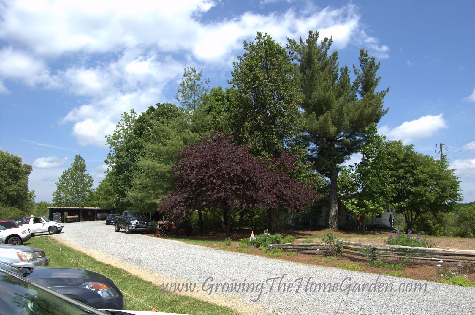 Plant Inventory At 20 Timothy Viburnum Prunifolium Blackhaw