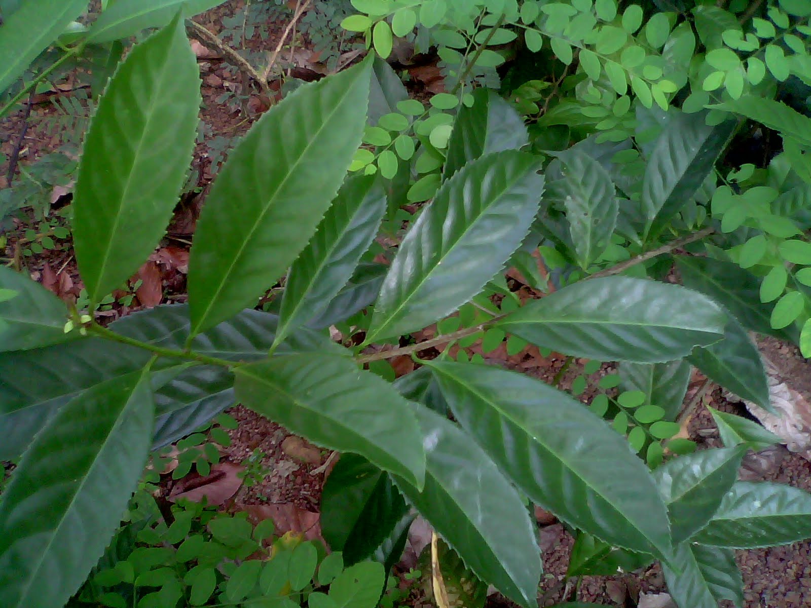 Rare Ayurvedic Plants