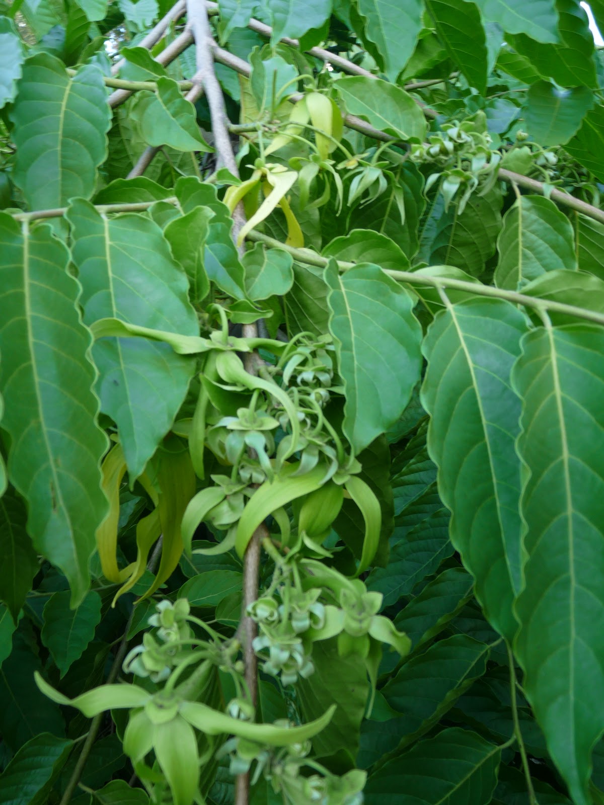 My Ylang Ylang Perfume Tree is Blooming Anya's Garden Natural Perfumes