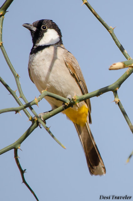 bird on a thorny bush in tal chhapar