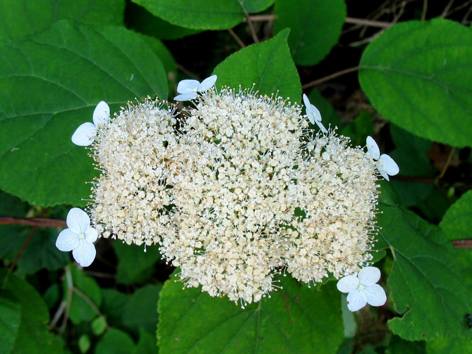 Using Native Plants Native Shrubs for Difficult Spots