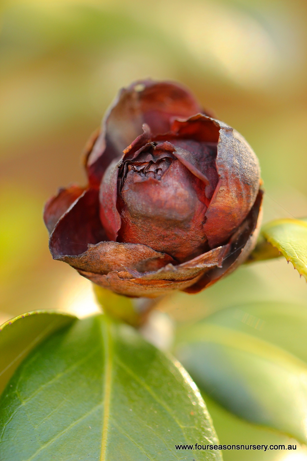 Four Seasons Nursery Keep Camellias Blooming A Guide To Preventing